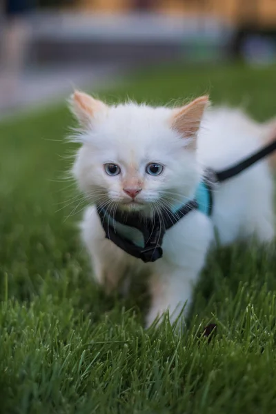 Cute Fluffy Kitten Walking Leash Outdoor — Stock Photo, Image