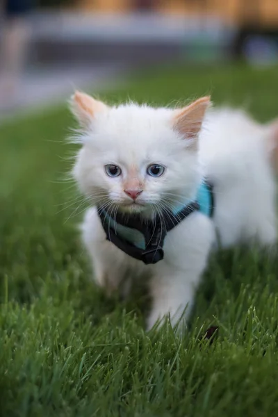 Schattig Pluizig Kitten Wandelen Aan Leiband Outdoor — Stockfoto