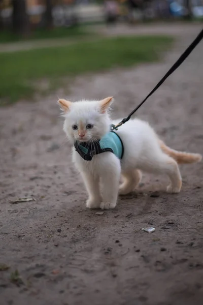 Chaton Pelucheux Mignon Marchant Laisse Plein Air — Photo