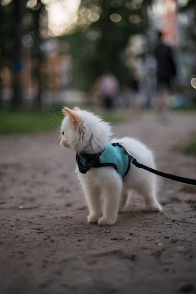 Carino Morbido Gattino Piedi Guinzaglio All Aperto — Foto Stock