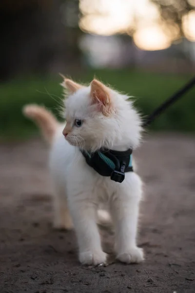 Schattig Pluizig Kitten Wandelen Aan Leiband Outdoor — Stockfoto