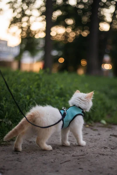 Lindo Gatito Esponjoso Caminando Correa Aire Libre —  Fotos de Stock