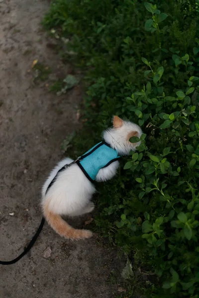Şirin Tüylü Kedi Tasması Üzerinde Yürüyor — Stok fotoğraf