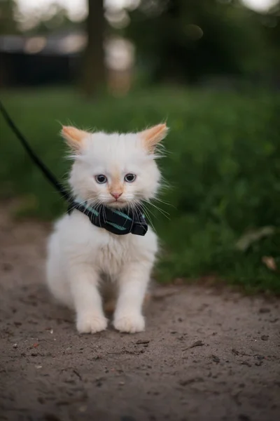 Lindo Gatito Esponjoso Caminando Correa Aire Libre —  Fotos de Stock