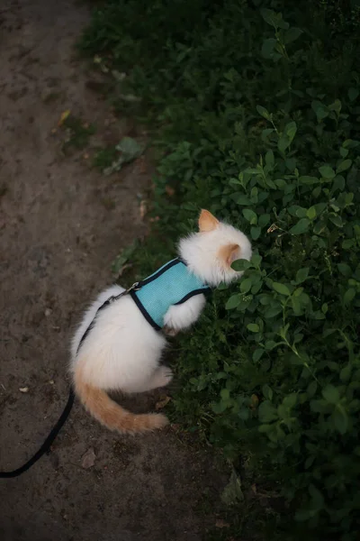 Schattig Pluizig Kitten Wandelen Aan Leiband Outdoor — Stockfoto