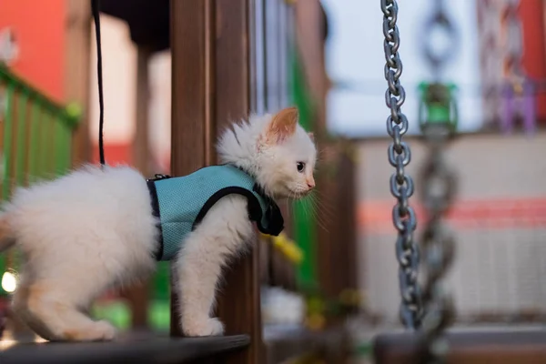 Chaton Pelucheux Mignon Marchant Laisse Plein Air — Photo