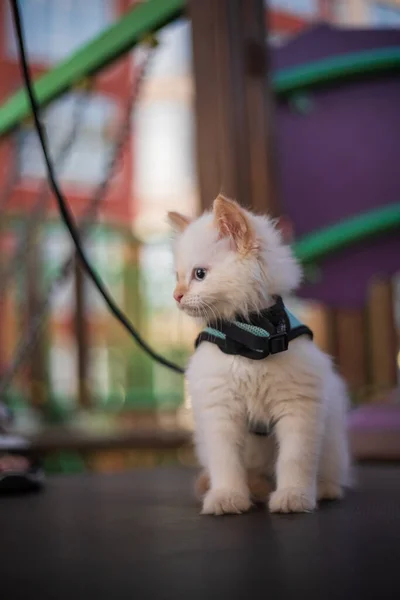 Schattig Pluizig Kitten Wandelen Aan Leiband Outdoor — Stockfoto