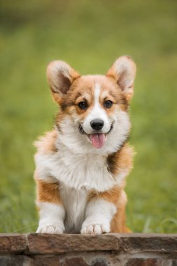Mutlu ve aktif safkan Galli Corgi yavru köpeği çimlerin üzerinde