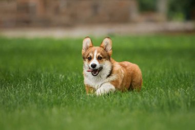 Mutlu ve aktif safkan Galli Corgi yavru köpeği çimlerin üzerinde