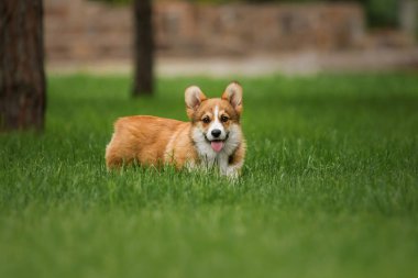 Mutlu ve aktif safkan Galli Corgi yavru köpeği çimlerin üzerinde