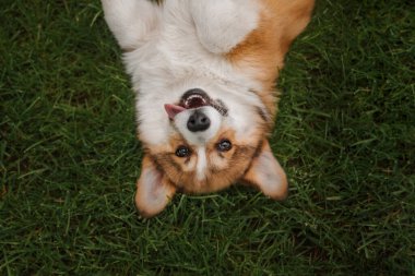 Mutlu ve aktif safkan Galli Corgi yavru köpeği çimlerin üzerinde