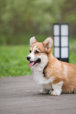 Mutlu ve aktif safkan Galli Corgi yavru köpeği çimlerin üzerinde