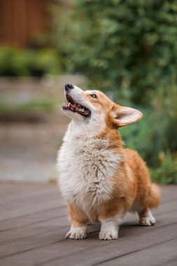 Mutlu ve aktif safkan Galli Corgi köpeği çimlerin üzerinde