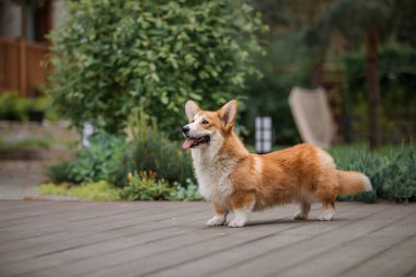 Mutlu ve aktif safkan Galli Corgi köpeği çimlerin üzerinde