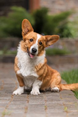 Mutlu ve aktif safkan Galli Corgi köpeği çimlerin üzerinde