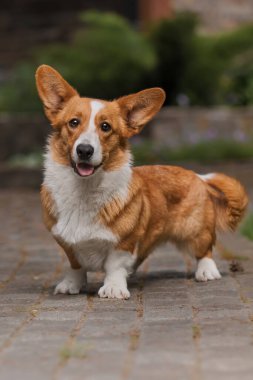 Mutlu ve aktif safkan Galli Corgi köpeği çimlerin üzerinde