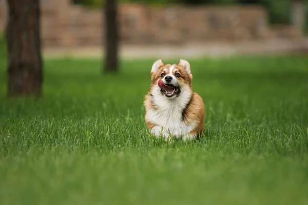 Feliz Activo Pura Raza Galés Corgi Cachorro Aire Libre Hierba — Foto de Stock