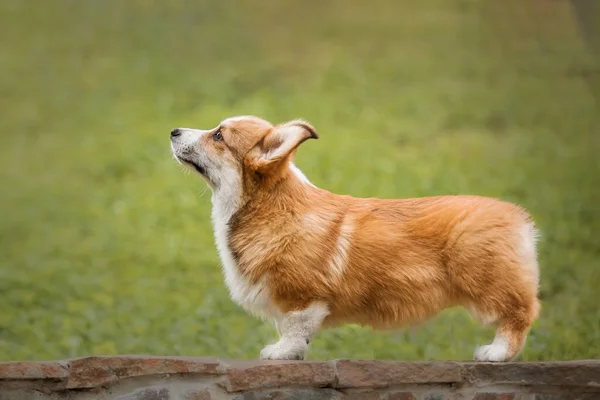 Happy Active Purebred Welsh Corgi Puppy Dog Outdoor Grass — Stock Photo, Image