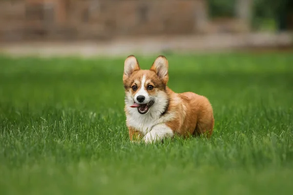 Szczęśliwy Aktywny Rasowy Szczeniak Walijski Corgi Outdoor Trawie — Zdjęcie stockowe