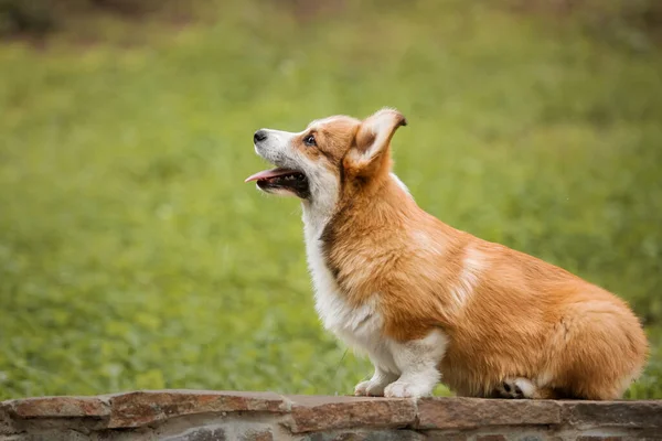 Happy Active Purebred Welsh Corgi Puppy Dog Outdoor Grass — Foto de Stock