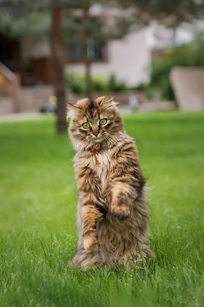 Kedi Çimenlerde Oynuyor Kedi Açık Havada Evcil Hayvan — Stok fotoğraf