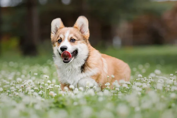 Happy Active Purebred Welsh Corgi Puppy Dog Outdoor Grass —  Fotos de Stock