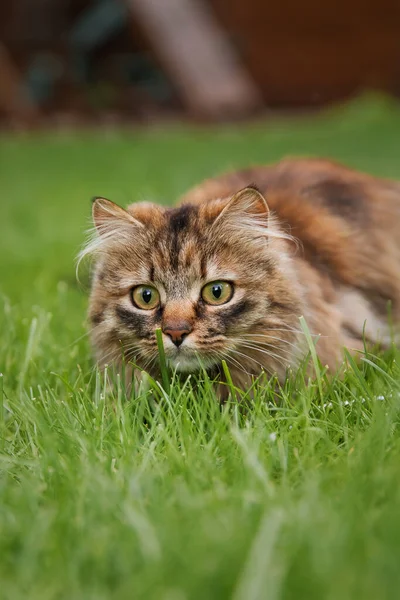 Cat playing in the grass. Cat outdoor. Domestic animal
