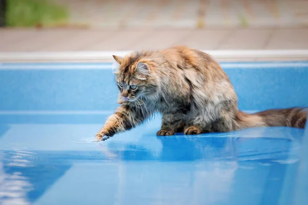 The cat is playing with water. Cat in the pool