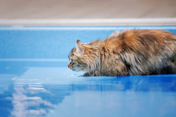 The cat is playing with water. Cat in the pool