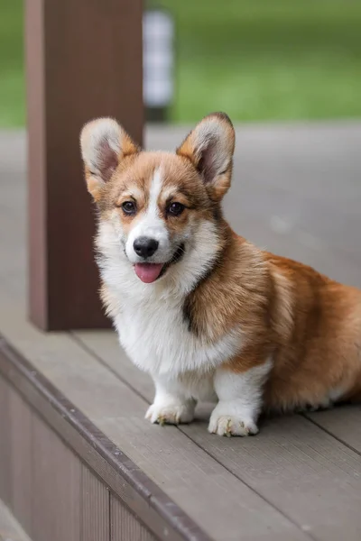 Happy Active Purebred Welsh Corgi Puppy Dog Outdoor Grass — Photo