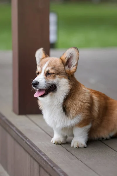 幸せと積極的な純血ウェールズコーギー子犬犬屋外でザ草 — ストック写真