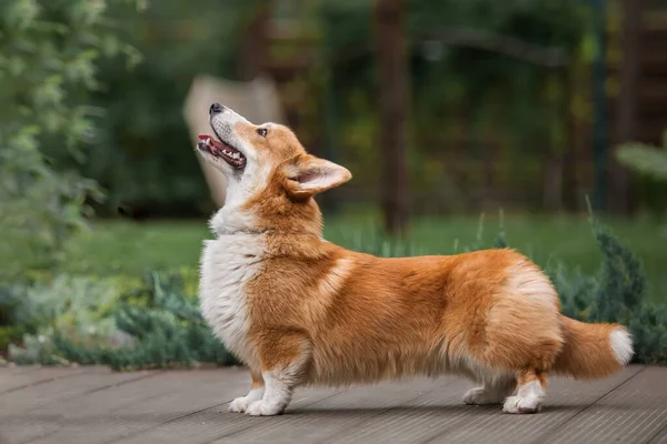 Feliz Ativo Puro Sangue Galês Corgi Cão Livre Grama — Fotografia de Stock