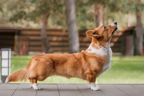 Feliz Activo Pura Raza Galés Corgi Perro Aire Libre Hierba — Foto de Stock