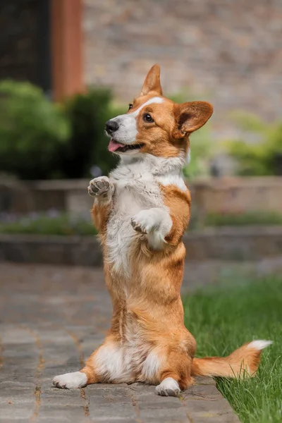 在户外的草地上 快乐而活跃的纯正的威尔士科尔吉犬 — 图库照片