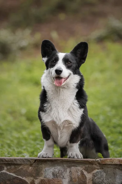Gelukkig Actief Rasechte Welsh Corgi Hond Buiten Het Gras — Stockfoto