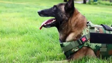 Parkta yatan çelik yelekli güzel Malinois köpeği