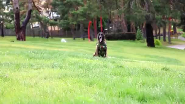 Beautiful Malinois Dog Body Armor Lying Park — Stockvideo