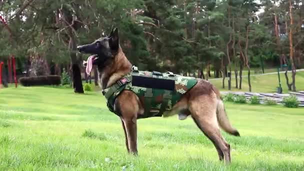 Mooie Malinois Hond Kogelvrije Vesten Liggend Het Park — Stockvideo