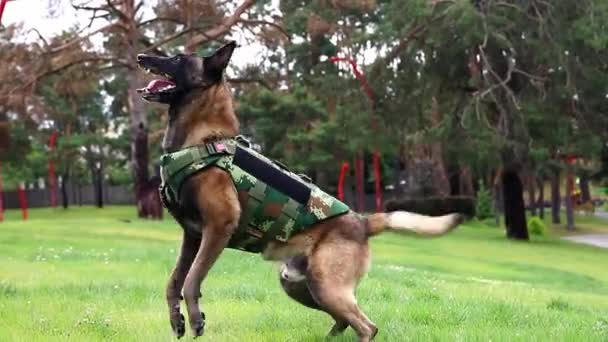 Vacker Malinois Hund Skyddsvästar Liggande Parken — Stockvideo