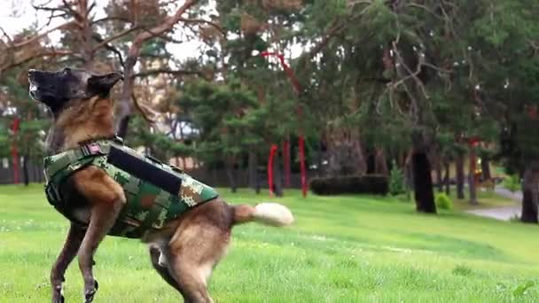 Parkta Yatan Çelik Yelekli Güzel Malinois Köpeği — Stok video