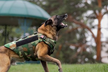 Köpek zırhı. Kurşun geçirmez yelek giymiş bir köpek.