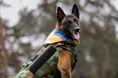 Köpek zırhı. Kurşun geçirmez yelek giymiş bir köpek.