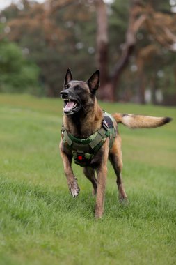Köpek zırhı. Kurşun geçirmez yelek giymiş bir köpek.