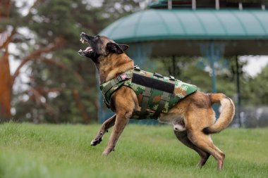 Köpek zırhı. Kurşun geçirmez yelek giymiş bir köpek.