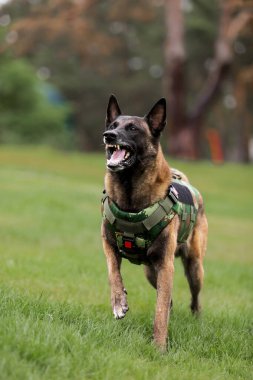 Köpek zırhı. Kurşun geçirmez yelek giymiş bir köpek.