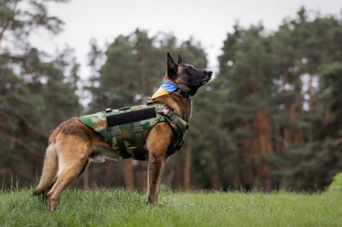 Köpek zırhı. Kurşun geçirmez yelek giymiş bir köpek.