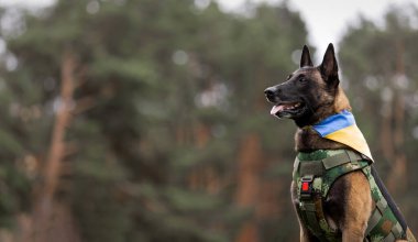 Köpek zırhı. Kurşun geçirmez yelek giymiş bir köpek.