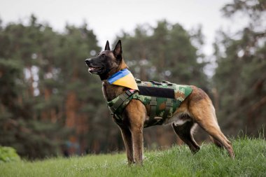 Köpek zırhı. Kurşun geçirmez yelek giymiş bir köpek.