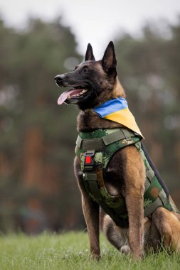 Köpek zırhı. Kurşun geçirmez yelek giymiş bir köpek.