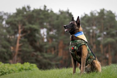 Köpek zırhı. Kurşun geçirmez yelek giymiş bir köpek.